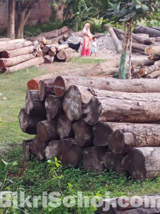পাকা গাছ মেগুনির